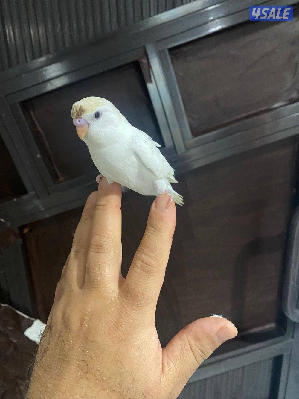 للبيع طير حب هولندي ابيض قطع عس ياكل و مرات ينعس جماح كامل ما في عض3