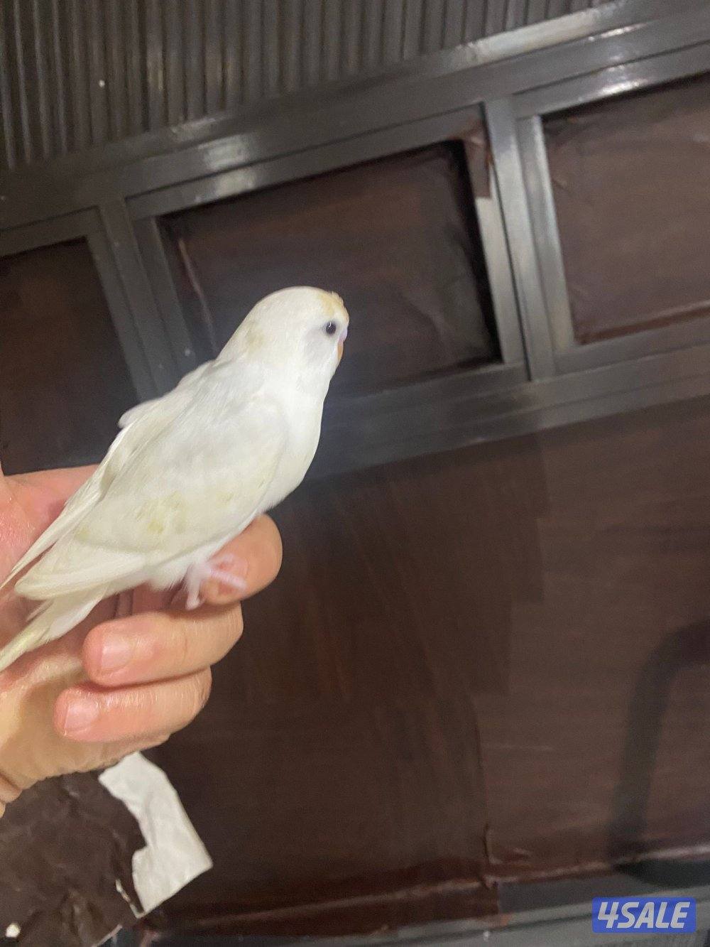 للبيع طير حب هولندي ابيض قطع عس ياكل و مرات ينعس جماح كامل ما في عض4