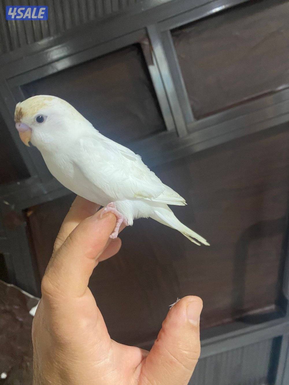 للبيع طير حب هولندي ابيض قطع عس ياكل و مرات ينعس جماح كامل ما في عض5