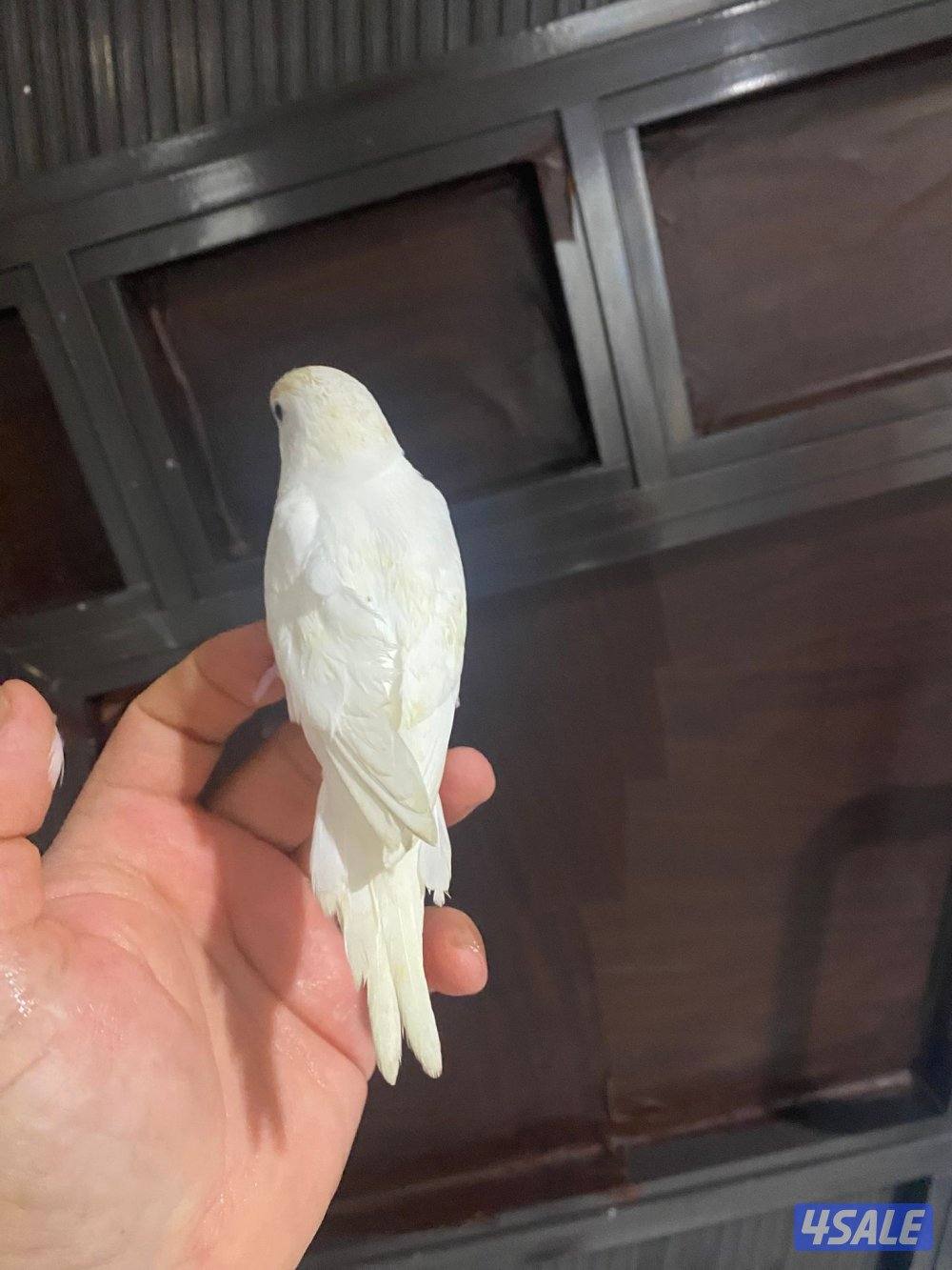 للبيع طير حب هولندي ابيض قطع عس ياكل و مرات ينعس جماح كامل ما في عض6