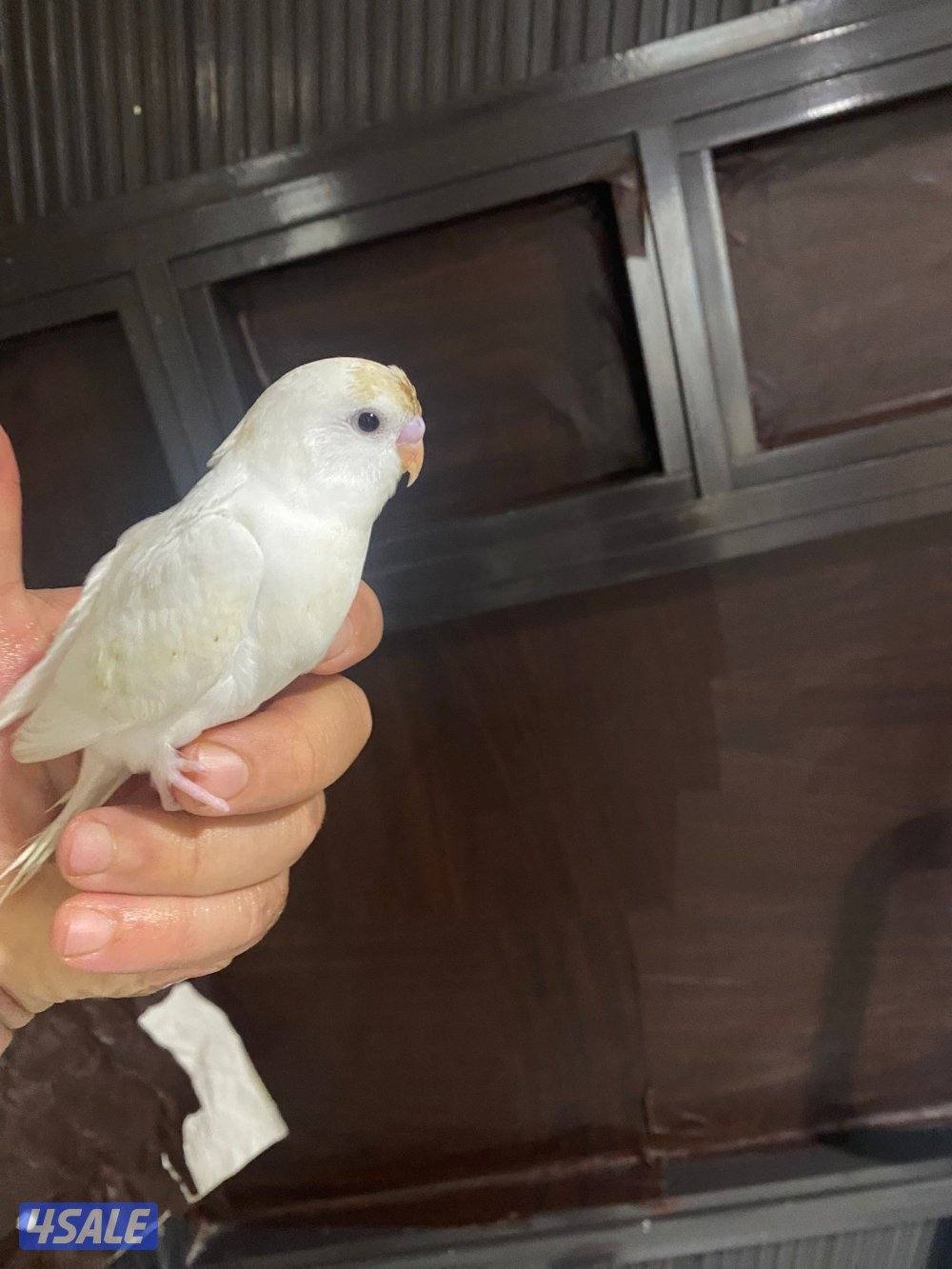 للبيع طير حب هولندي ابيض قطع عس ياكل و مرات ينعس جماح كامل ما في عض7