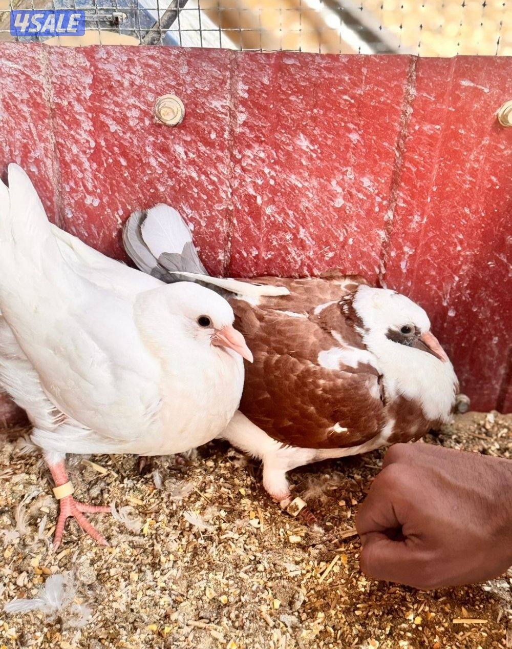 للبيع ازواج لاحم الوزان جامبو1