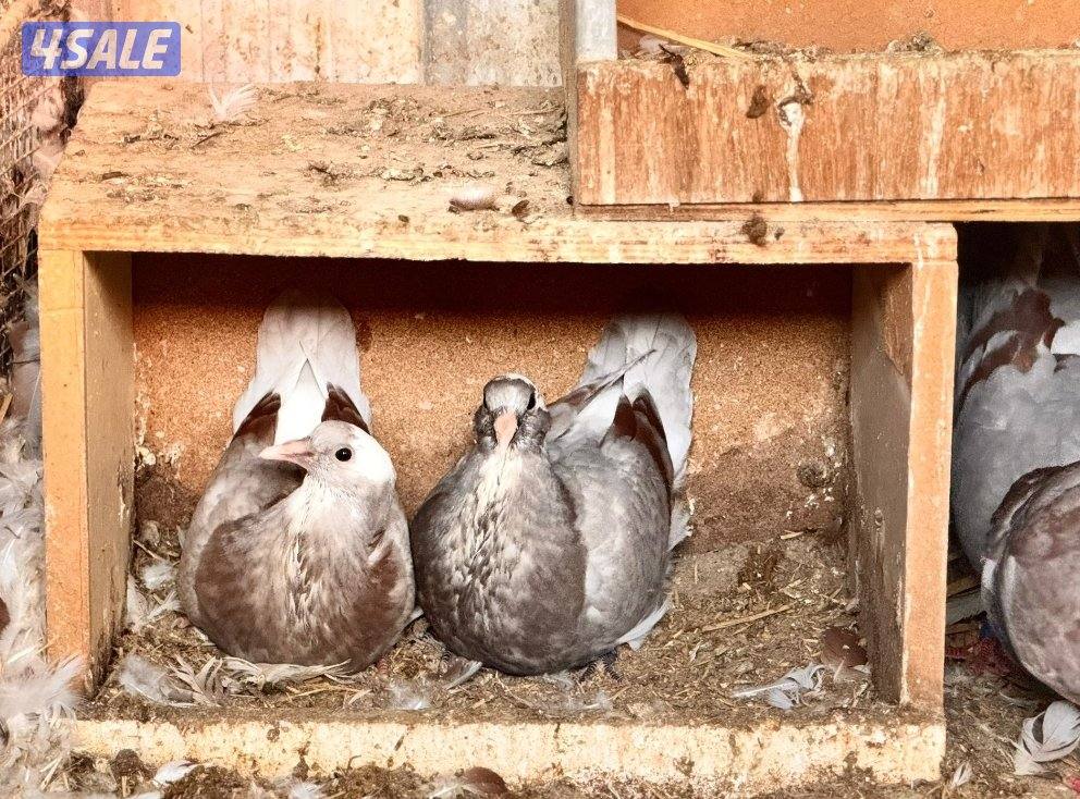 للبيع ازواج لاحم الوزان جامبو2