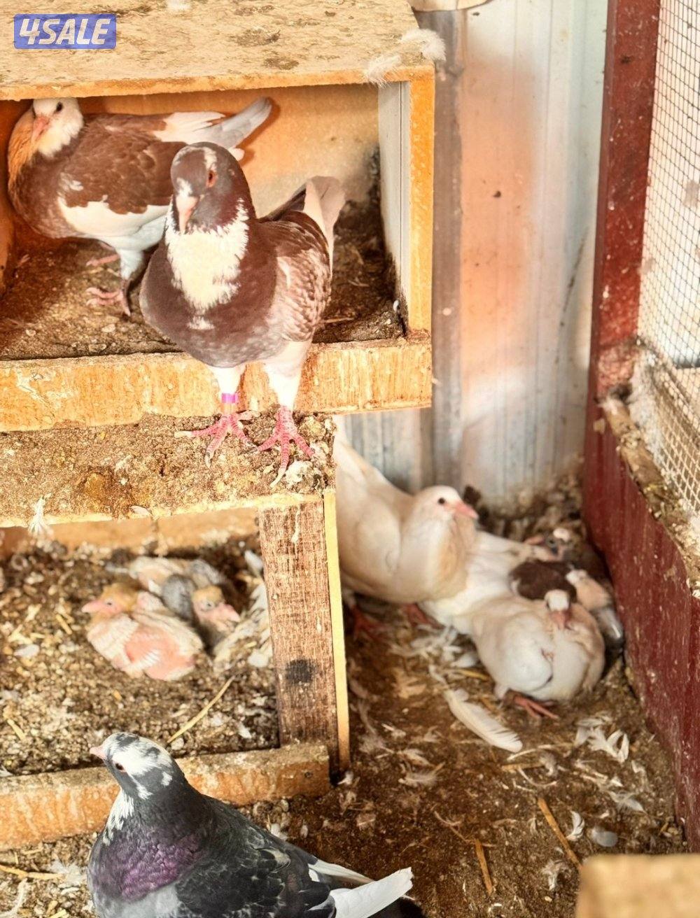 للبيع ازواج لاحم الوزان جامبو3