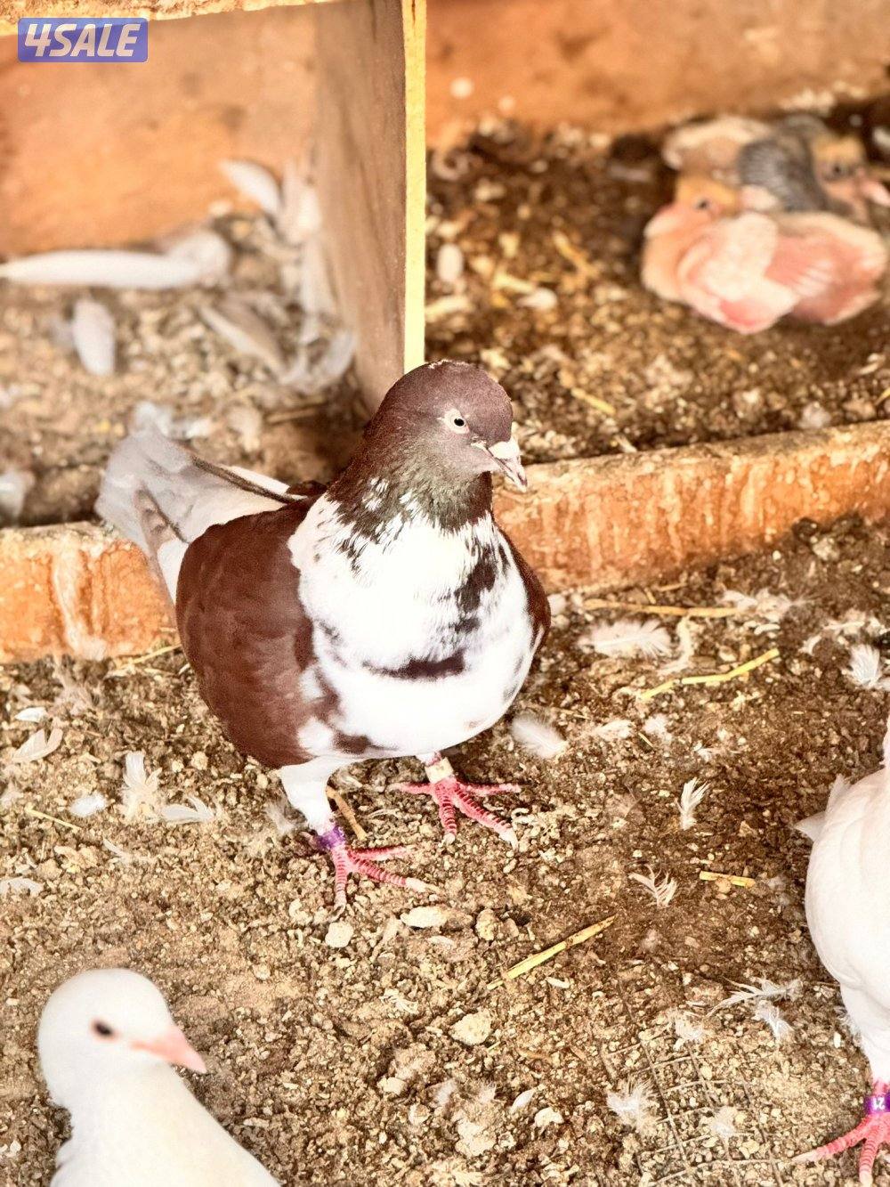 للبيع ازواج لاحم الوزان جامبو5