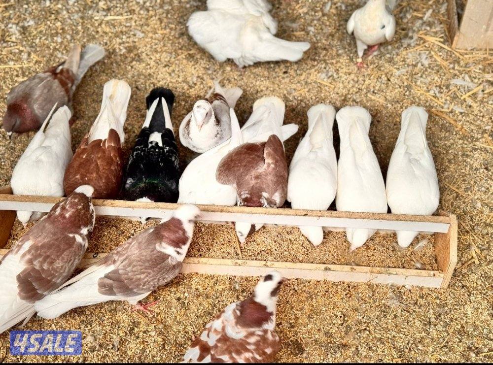 للبيع ازواج لاحم الوزان جامبو4