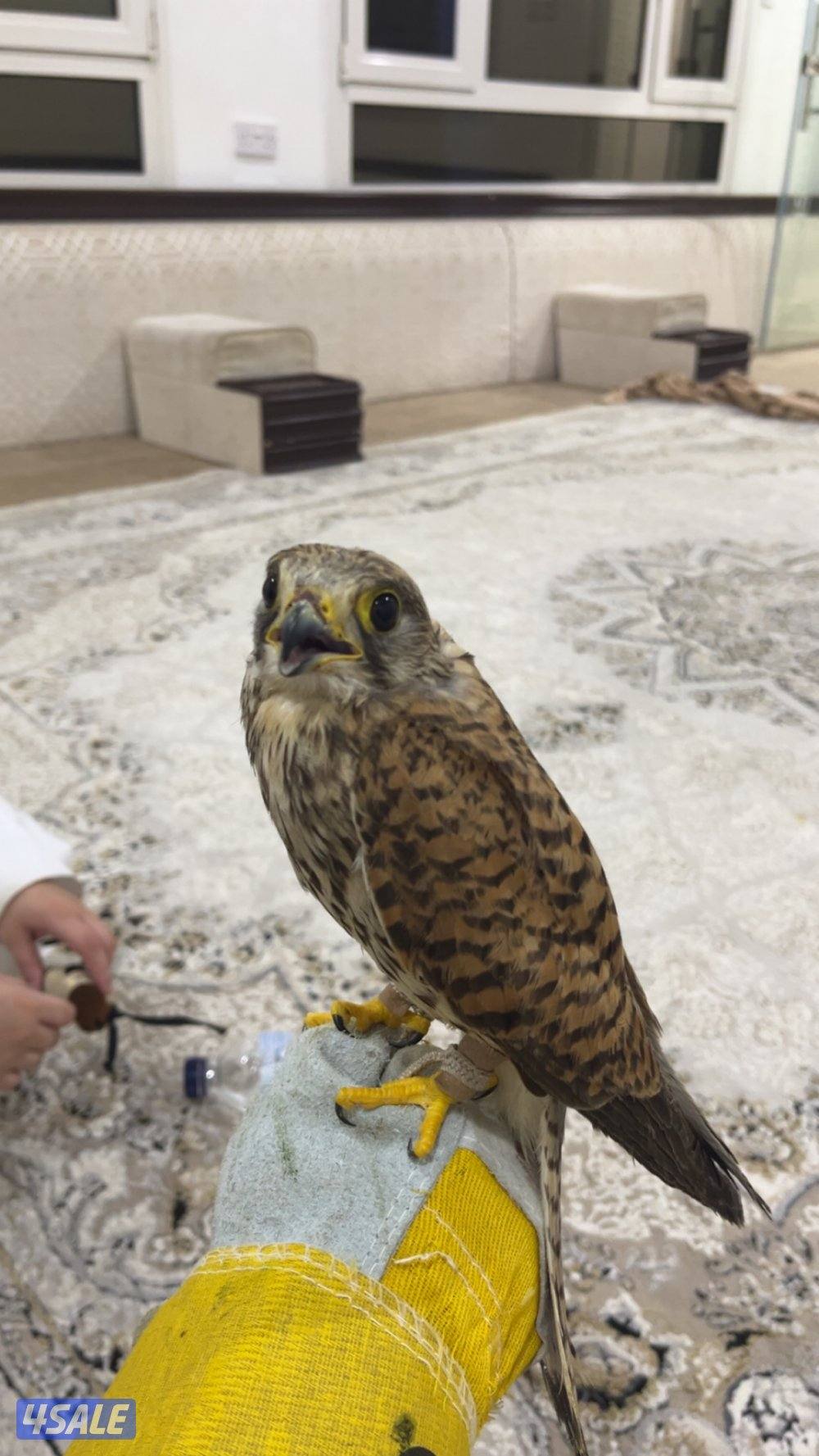 للبيع طير حر مع أغراض 20بدون  أغراض 181