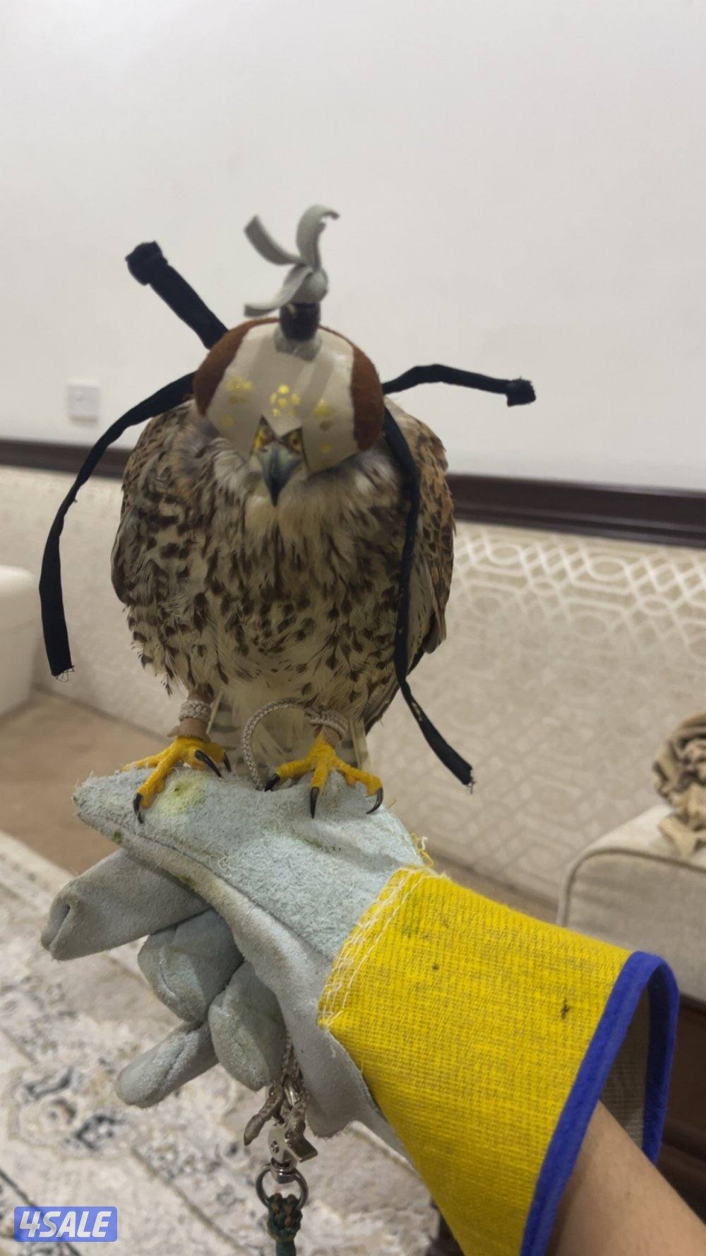 للبيع طير حر مع أغراض 20بدون  أغراض 180