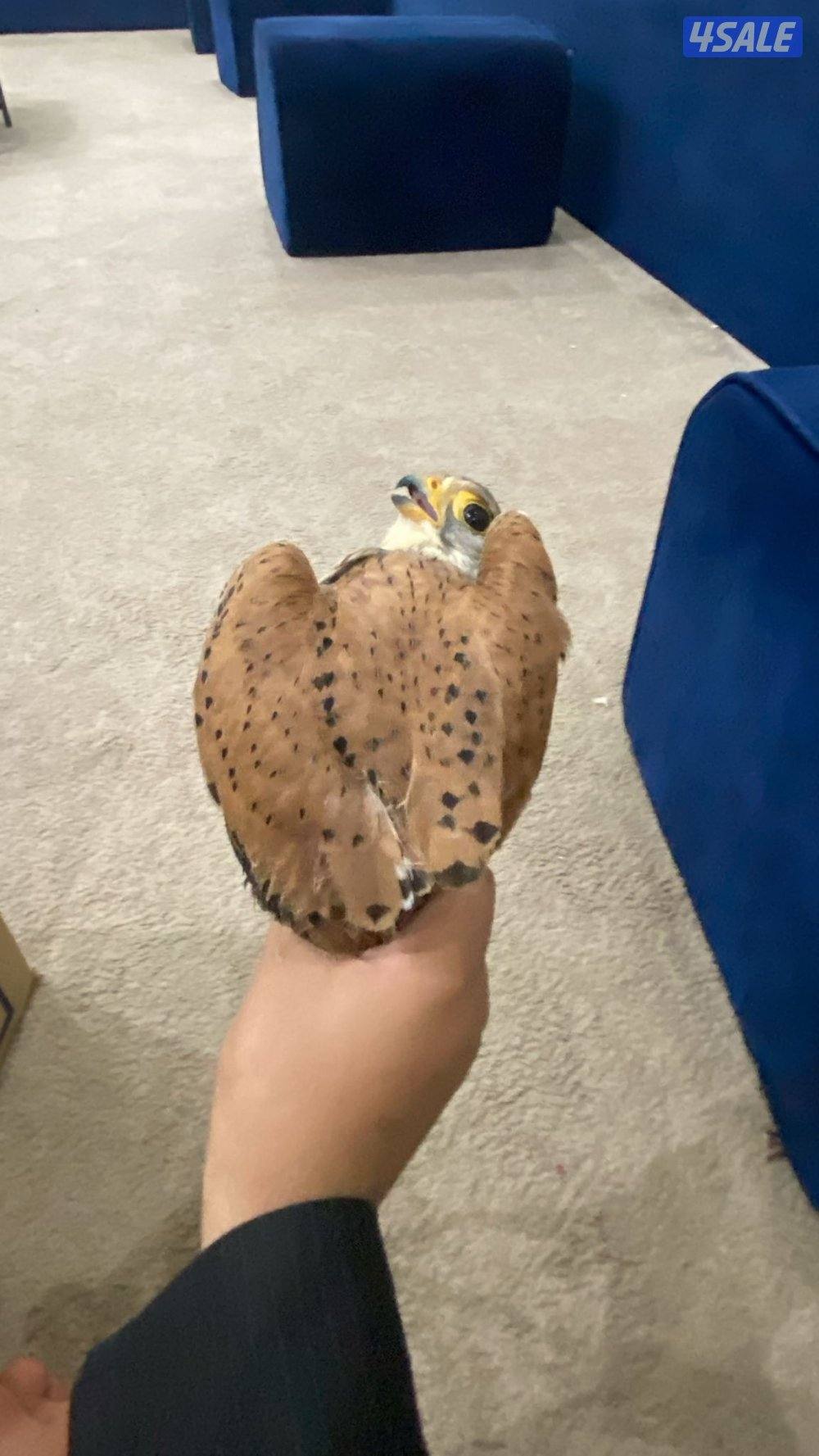 للبيع طير حر مع أغراض 20بدون  أغراض 182