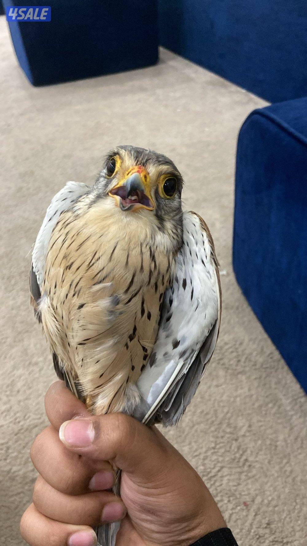 للبيع طير حر مع أغراض 20بدون  أغراض 183