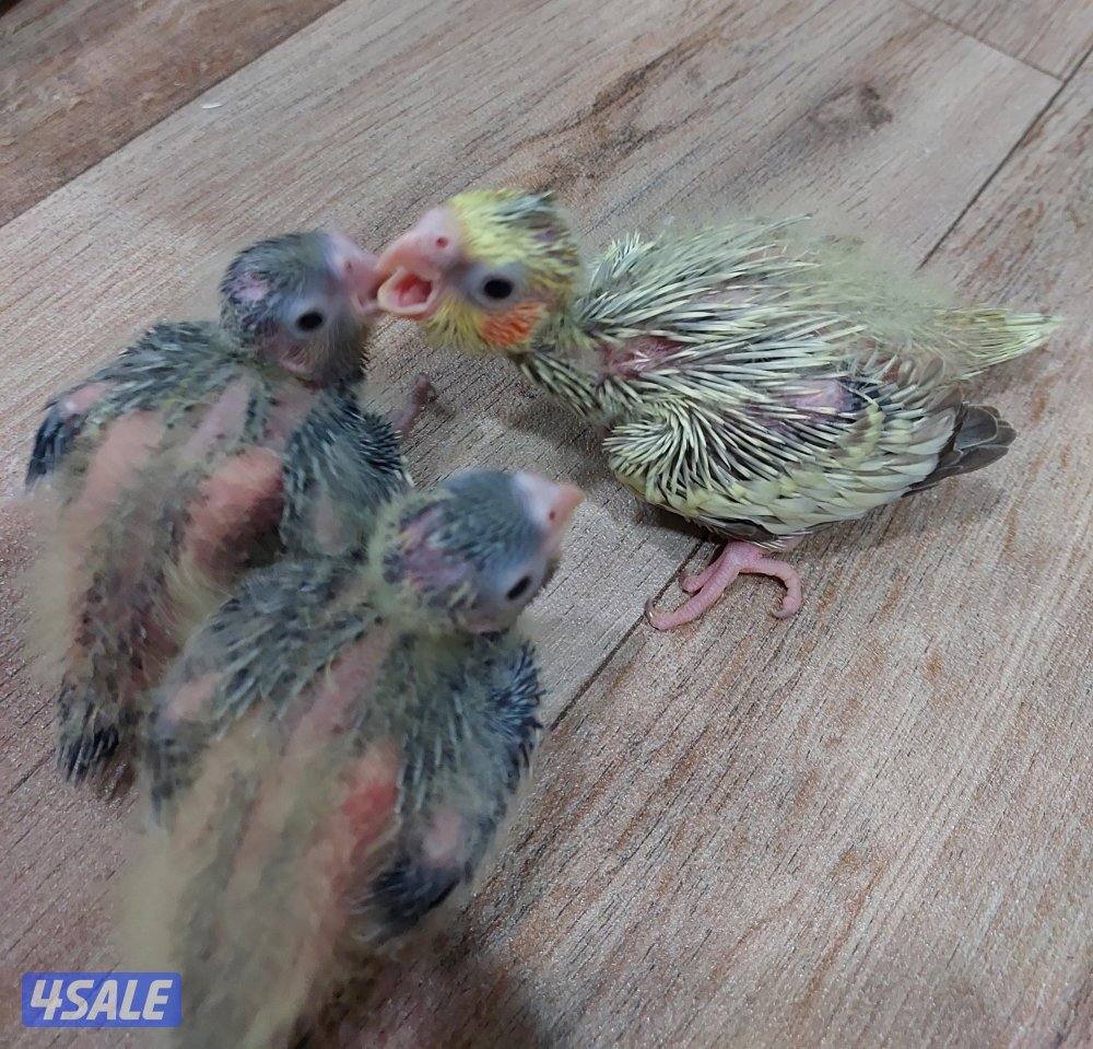 للبيع فروخ كروان وروز0