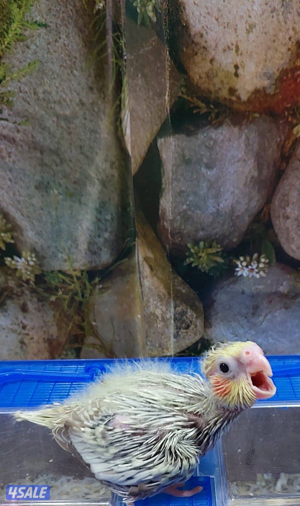 للبيع فروخ كروان وروز1