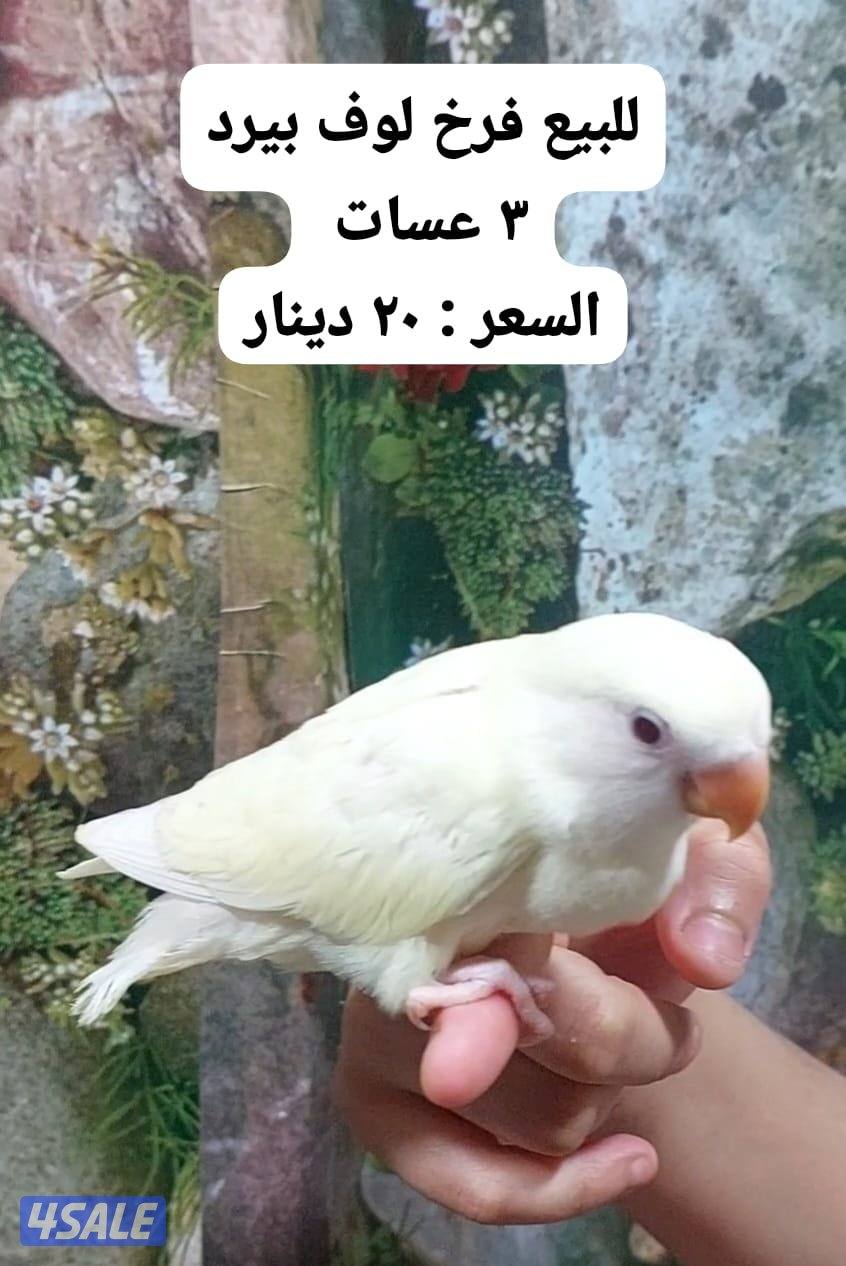 للبيع فروخ كروان وروز2