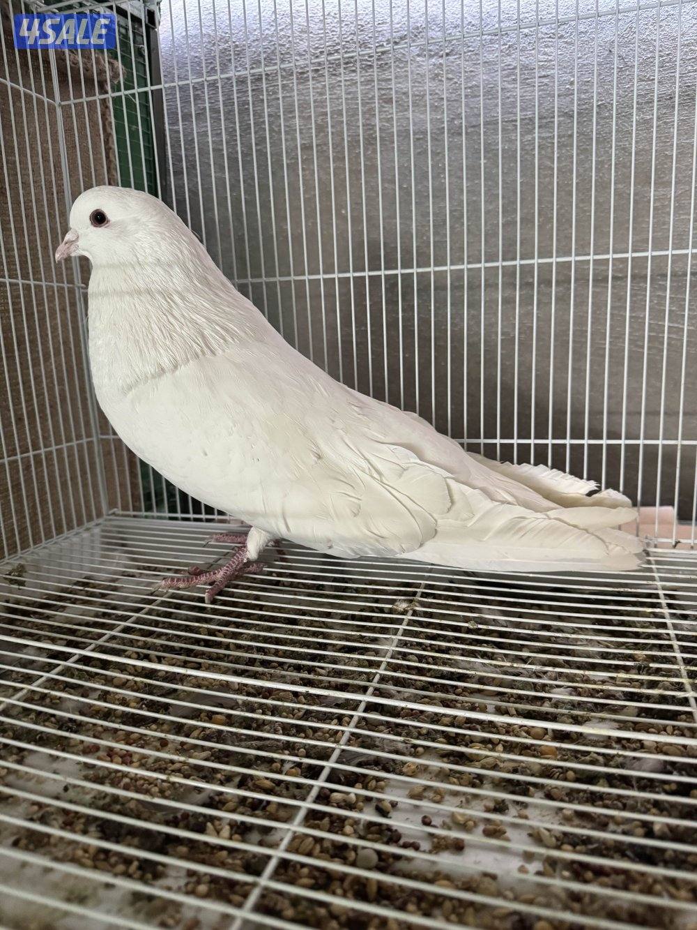 ذكر مالطي ابيض 20250