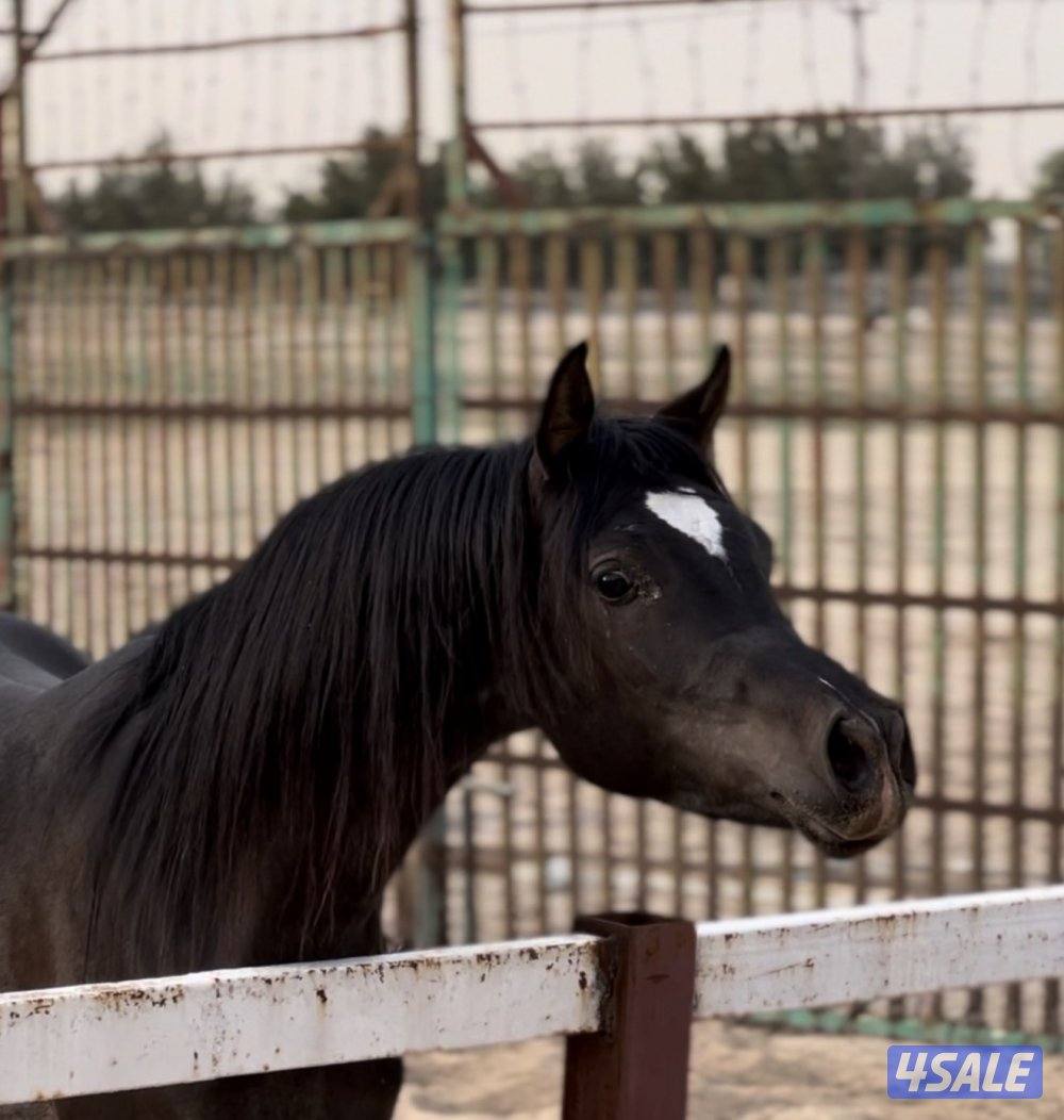 ♠️ مهر ادهم مصري عمره سنتين ♠️0