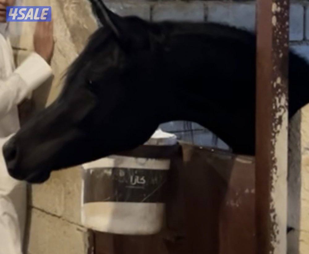 ♠️ مهر ادهم مصري عمره سنتين ♠️1