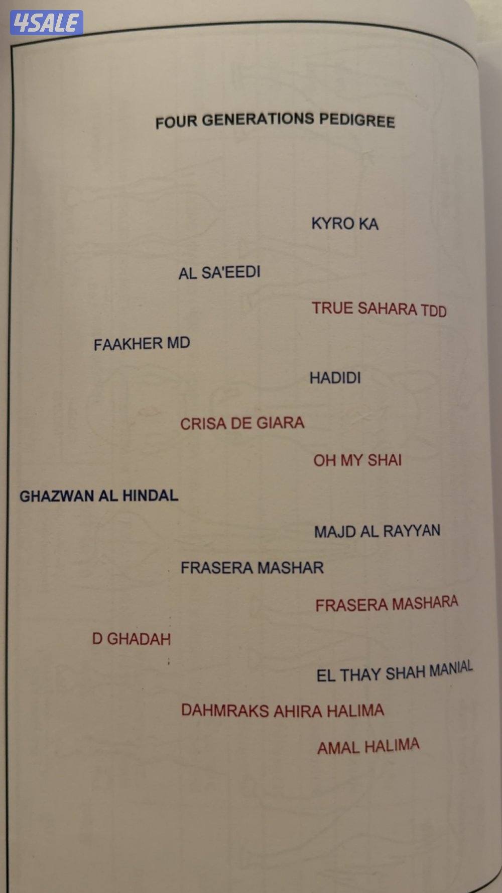 ♠️ مهر ادهم مصري عمره سنتين ♠️2