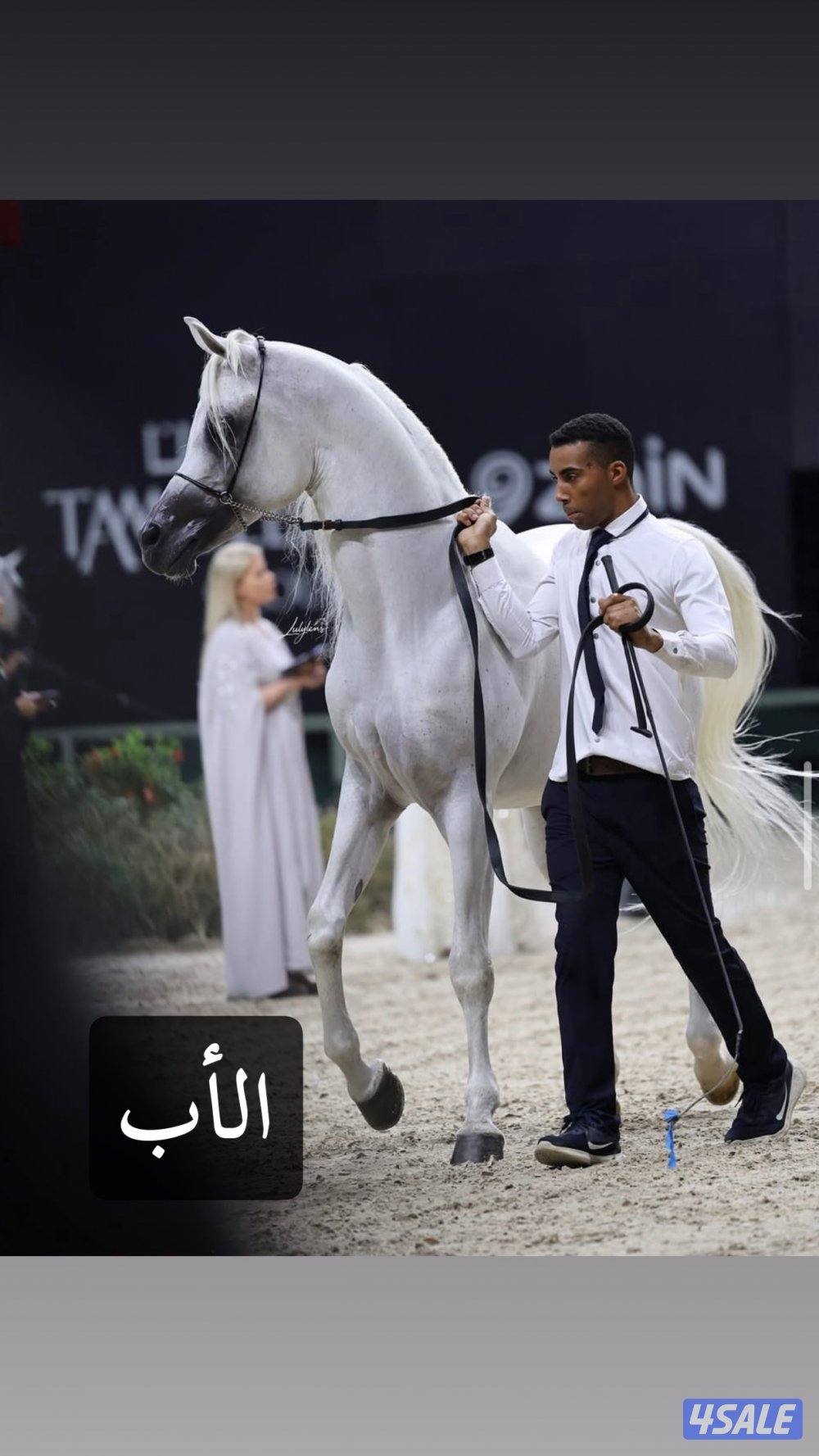 ♠️ مهر ادهم مصري عمره سنتين ♠️3