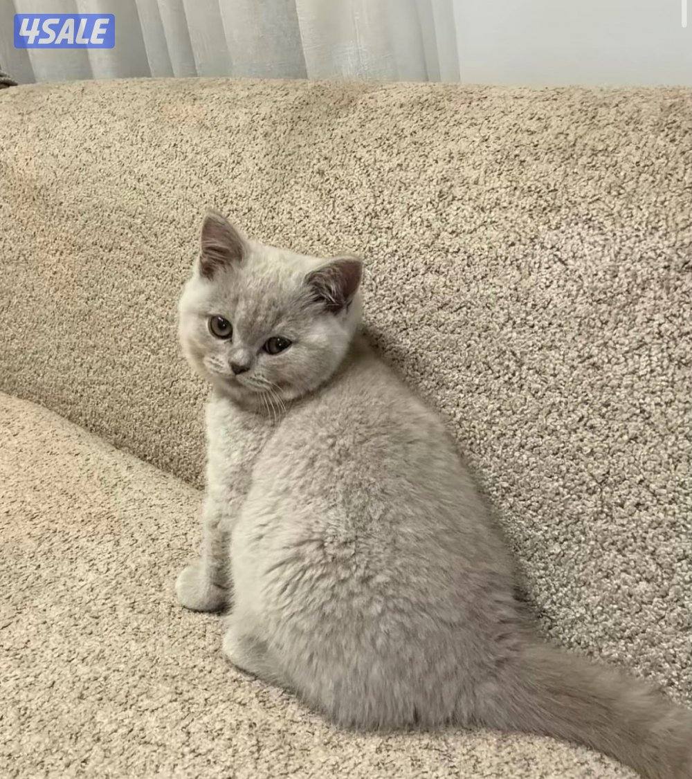 مطلوب قط برتش او سكوتش ستريت0