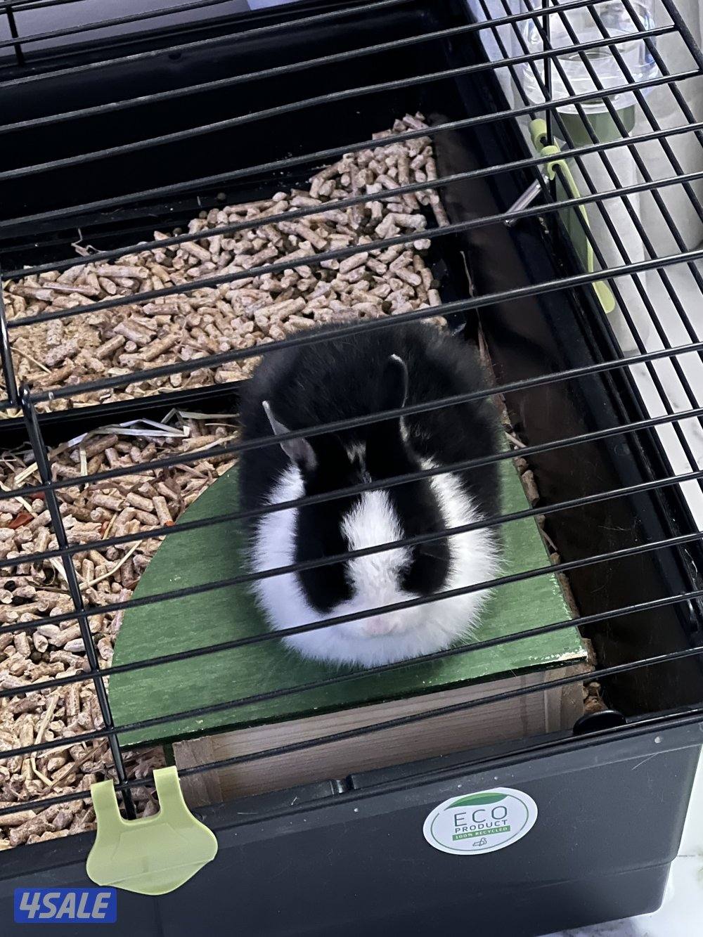 ارنب اوروبي/european rabbit1