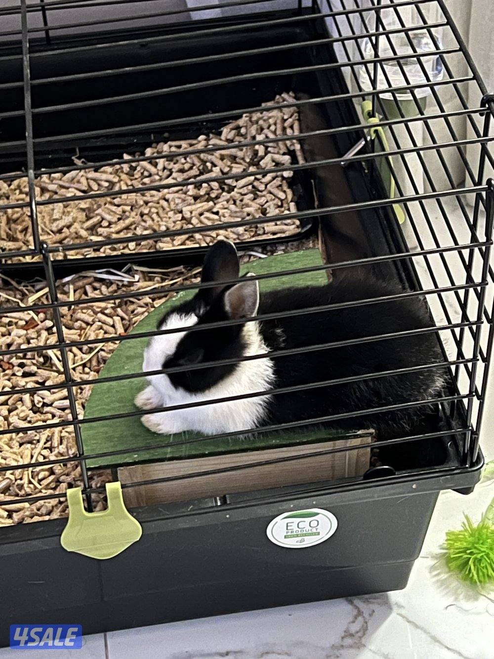 ارنب اوروبي/european rabbit2