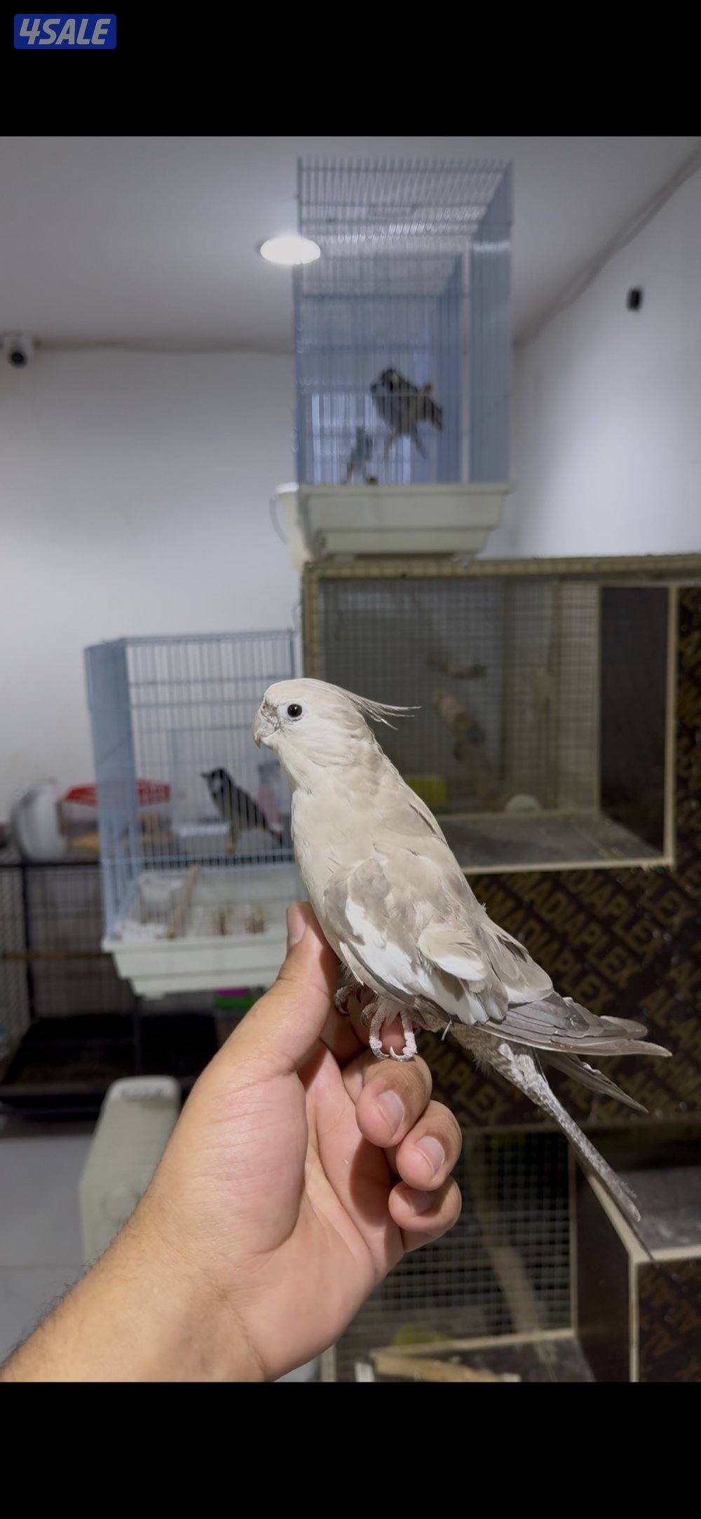 🐣طيور ناطقة🐣4