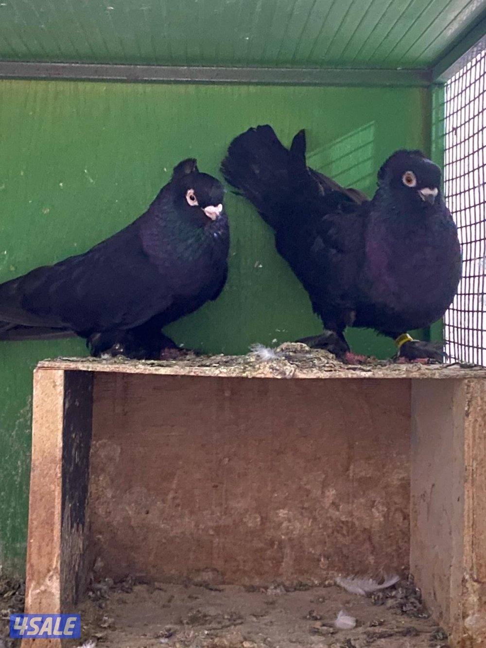 للبيع حمام حب الرمان أزواج0