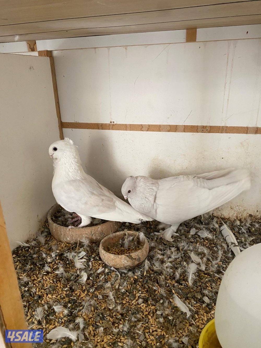 للبيع حمام حب الرمان أزواج2