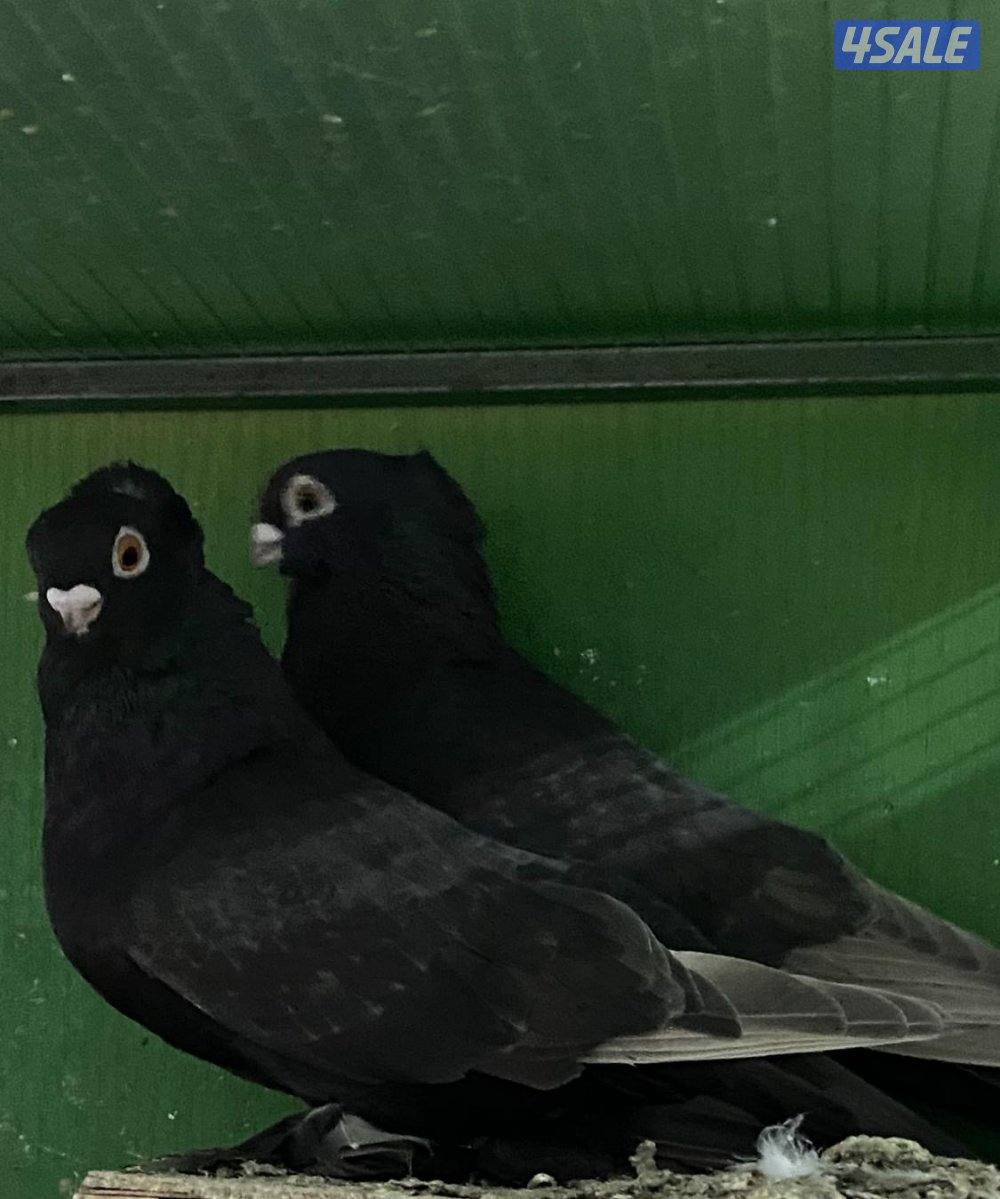للبيع حمام حب الرمان أزواج1