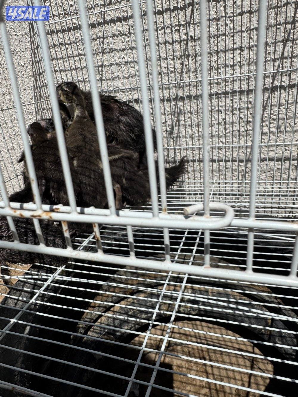 فروخ بط اخضاري0