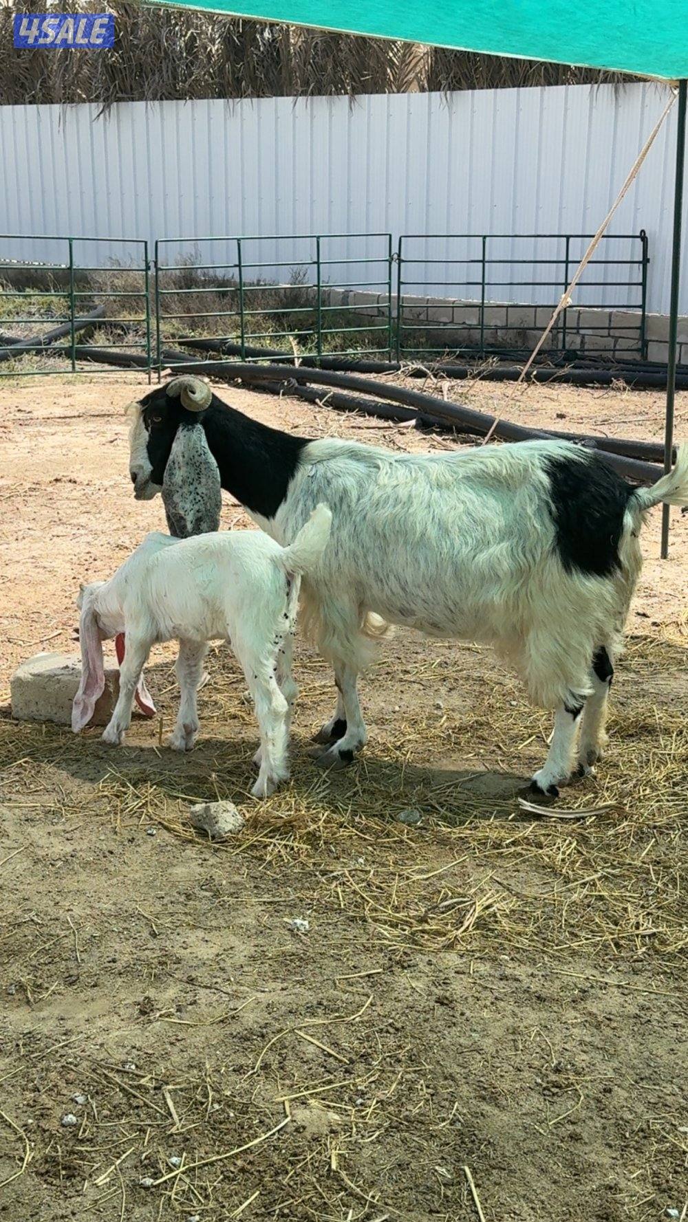 للبيع مطفل0