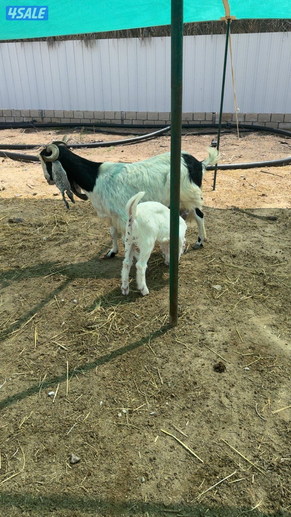 للبيع مطفل1