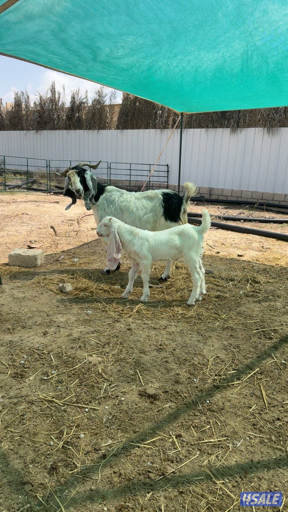 للبيع مطفل2