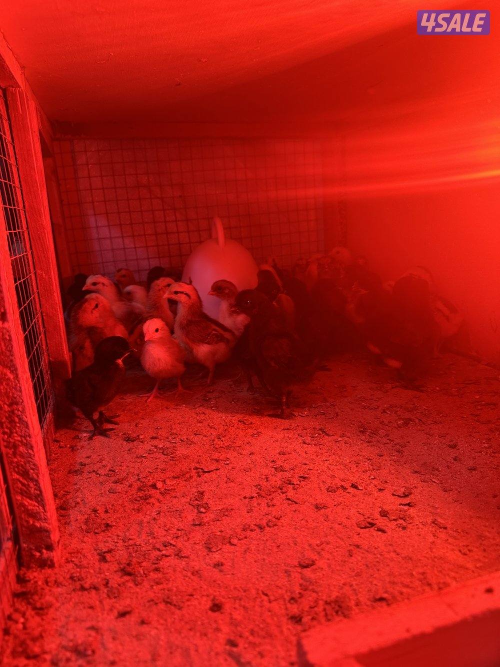 صيصان دجاج عربي0