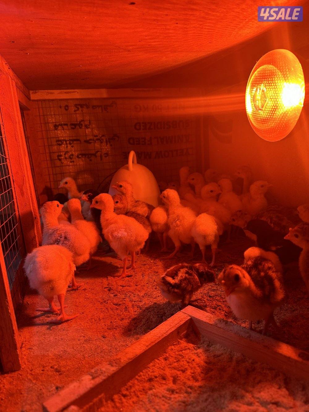 صيصان دجاج عربي1