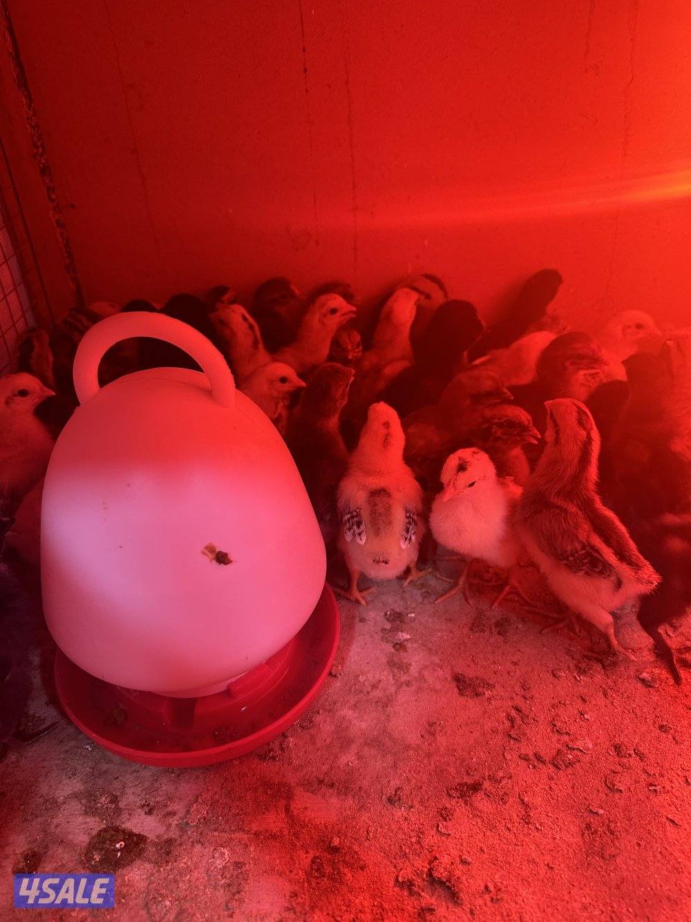 صيصان دجاج عربي2