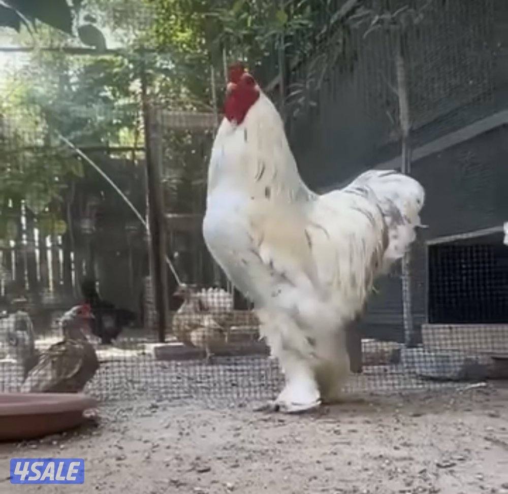 للبيع ابراهما العملاق بياضين0