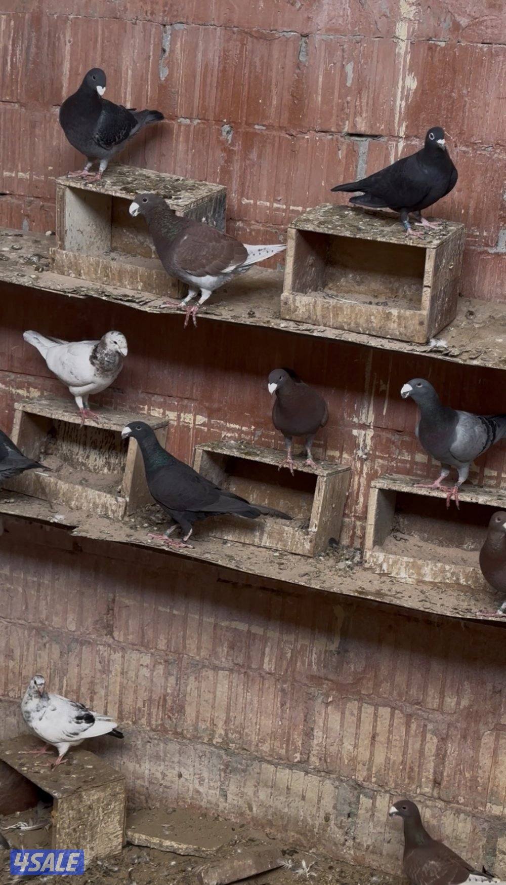 للبيع حمام مشكله0