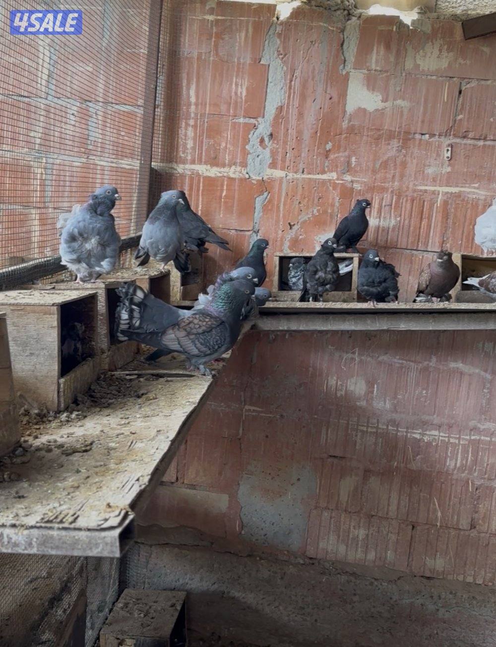 للبيع حمام مشكله1