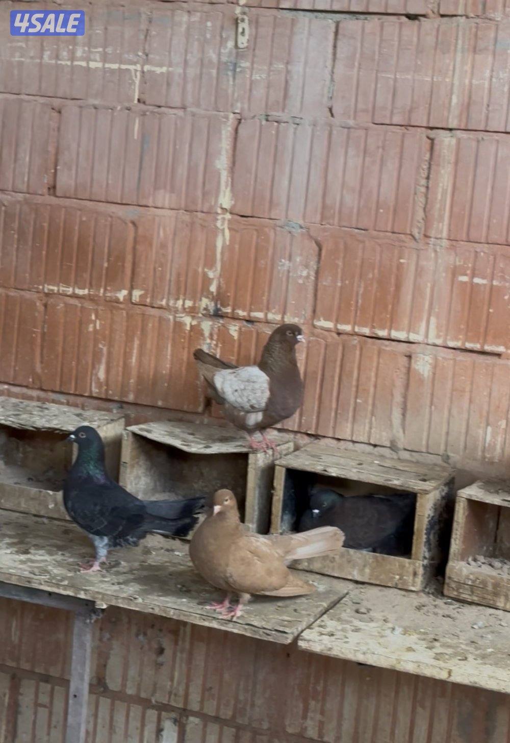 للبيع حمام مشكله2