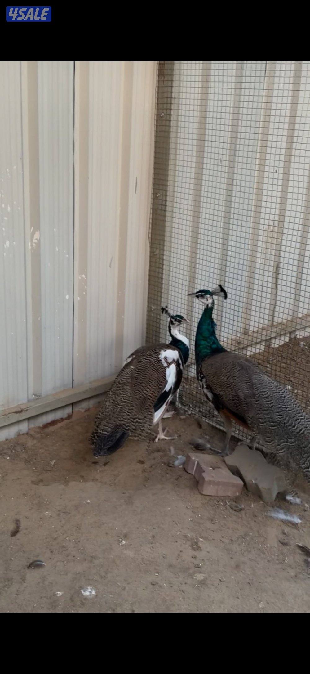 فروخ طاووس1