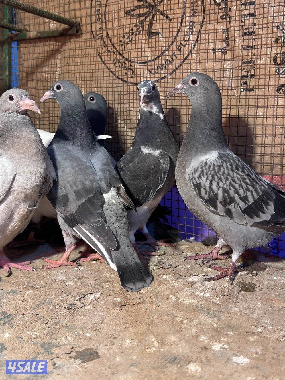 فروخ زاجل الموقع طريق الارتال0