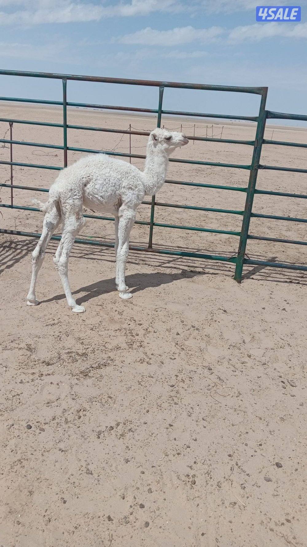 حاشي للبيع العمر شهر0