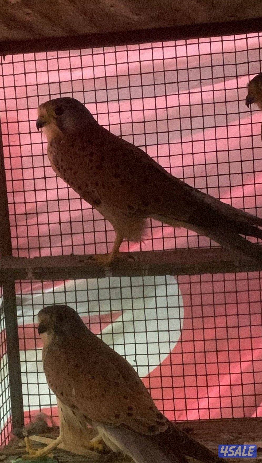 مع أغراضه والتوصيل0