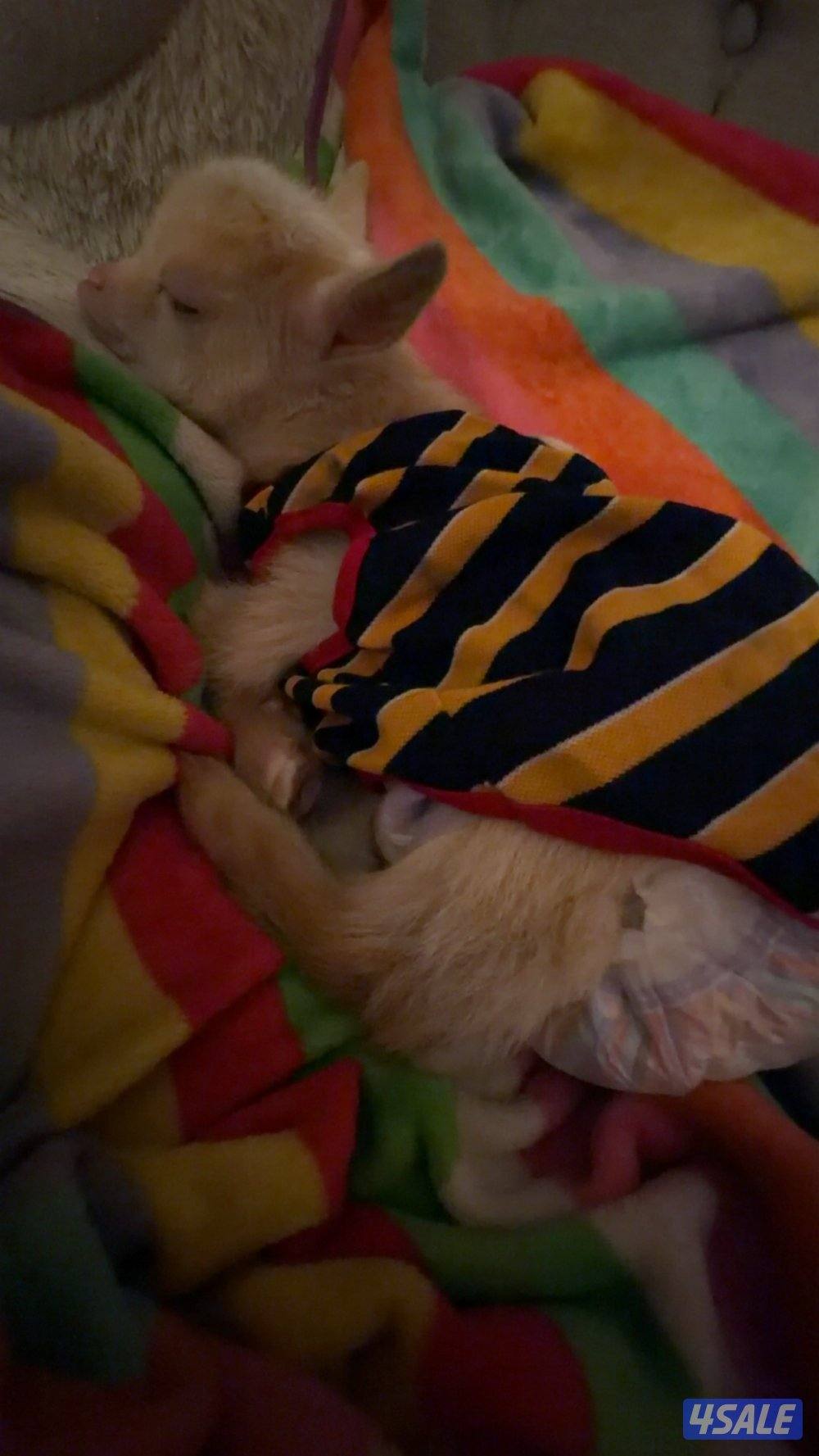 ماعز قزم مع كامل اغراضه1