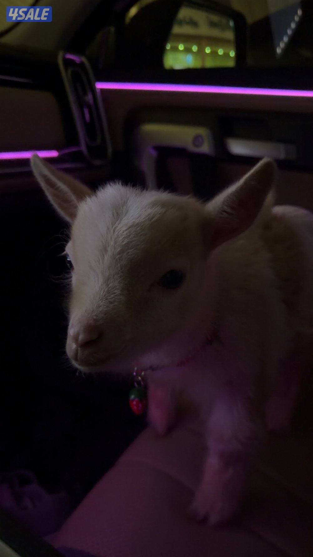 ماعز قزم مع كامل اغراضه2