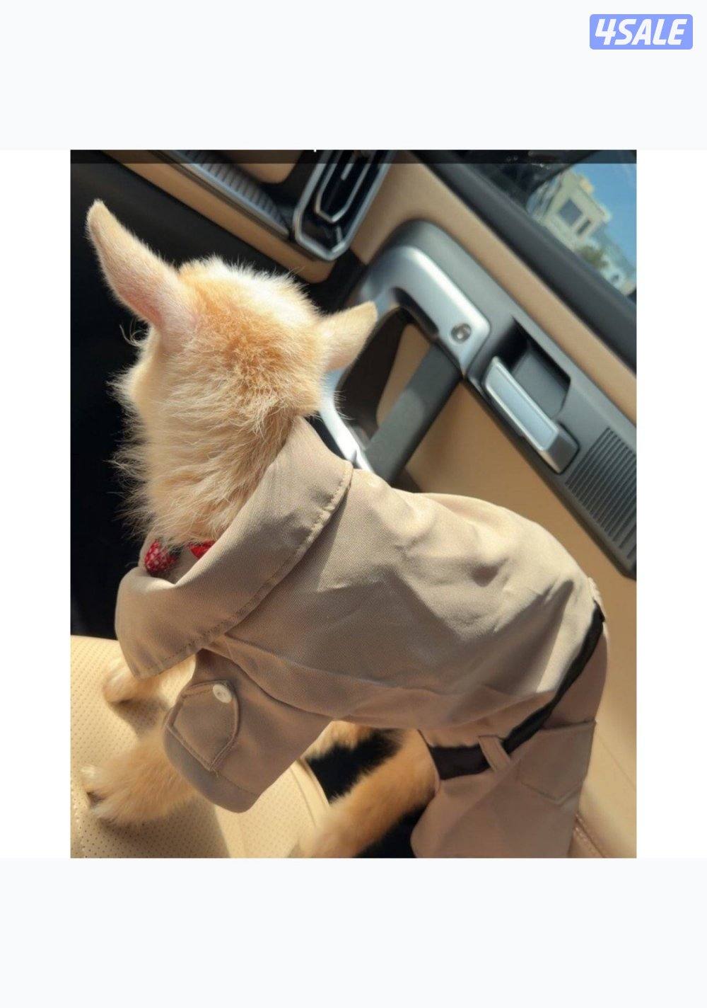 ماعز قزم مع كامل اغراضه3