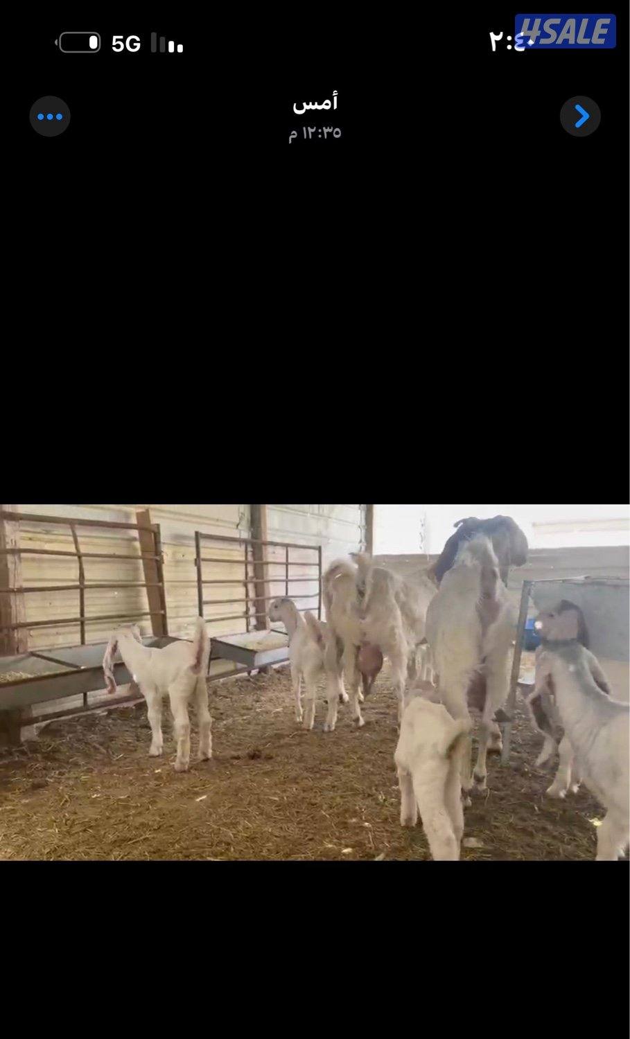 مطافيل ضرايب خصم الخصم اتوام شرط روح0