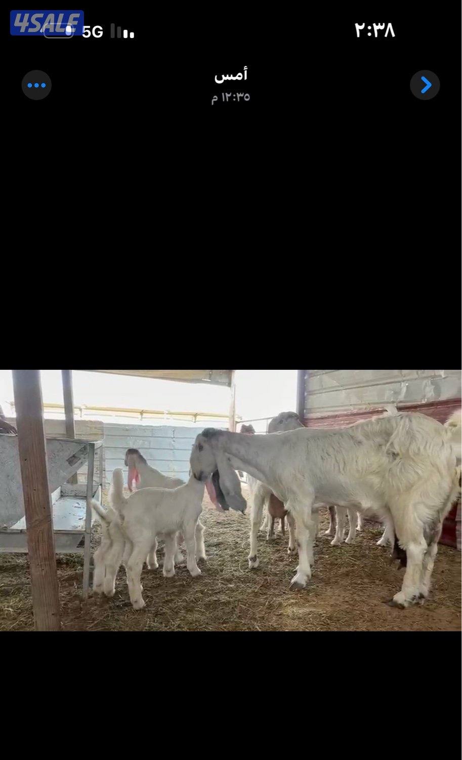 مطافيل ضرايب خصم الخصم اتوام شرط روح4