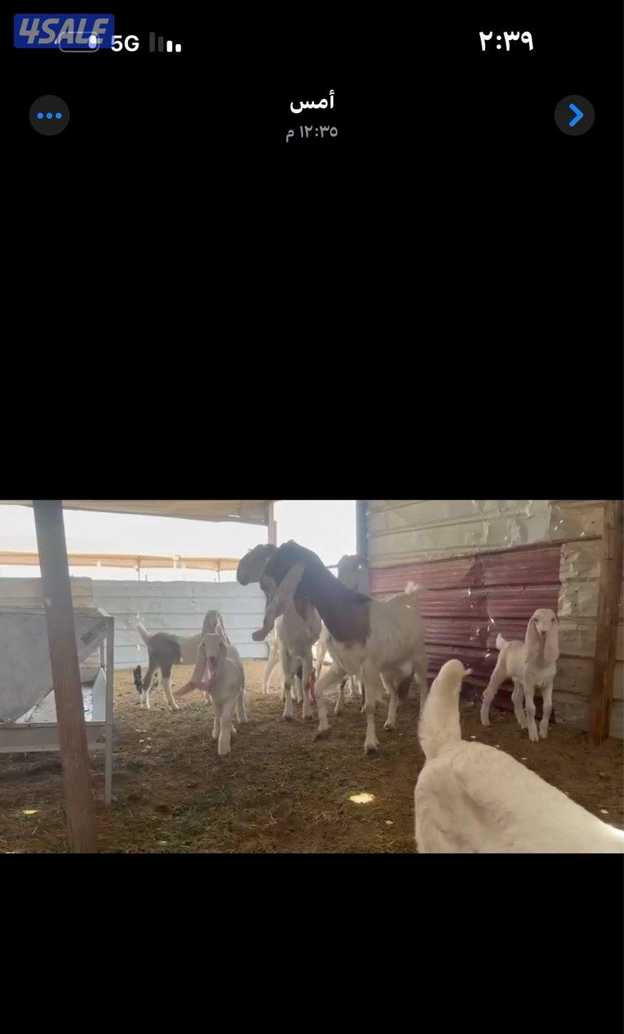 مطافيل ضرايب خصم الخصم اتوام شرط روح6